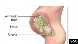 Thai nhi trong bụng mẹ nằm trong nước ối.