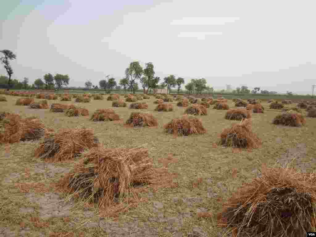 گندم کی کٹائی&nbsp;کے&nbsp;پہلے&nbsp;مرحلے&nbsp;میں&nbsp;کسان گندم کے خوشے کاٹ&nbsp;کر&nbsp;اُن&nbsp;کی&nbsp;گانٹھیں&nbsp;بناتے ہیں۔